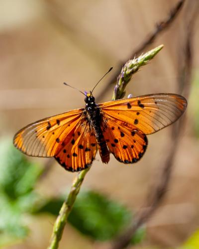 Réf. 239 723 : Acraea neobule